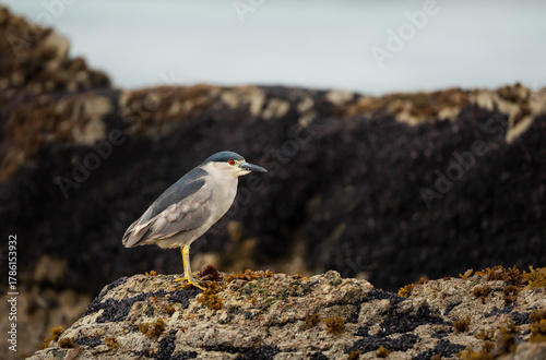 Black-crowned night heron perched on rocks in Falkland Islands