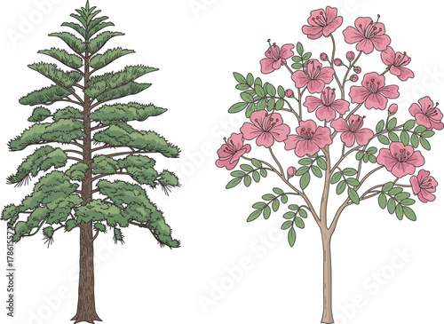 Coniferous pine tree and flowering cherry tree side by side, botanical comparison, seasonal foliage, nature diversity, spring bloom, forest flora, educational illustration, landscape design reference