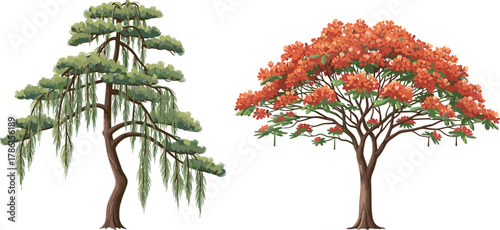 Weeping willow tree, flame tree illustration, botanical contrast, vibrant foliage, orange flowers, cascading branches, tropical garden, nature diversity, landscape design, educational art, exotic 