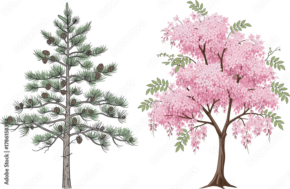 Naklejka premium Pine tree illustration, mimosa tree artwork, botanical contrast, needle foliage, pink flowers, nature diversity, coniferous and flowering trees, educational design, seasonal flora, ornamental branches