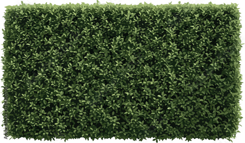Create A Lush green box hedge fence, perfect for landscaping and garden design, adds privacy and beauty to outdoor spaces on White Background.