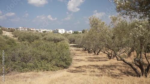 View of olive trees near Piskopiano village on a sunny day, Piskopiano, Crete, Greek Islands, Greece, Europe