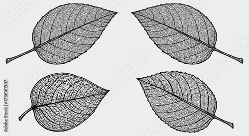 Four detailed leaf illustrations showcasing natural textures and organic leaf patterns