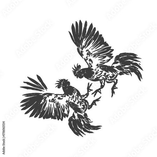 two roosters fighting without background