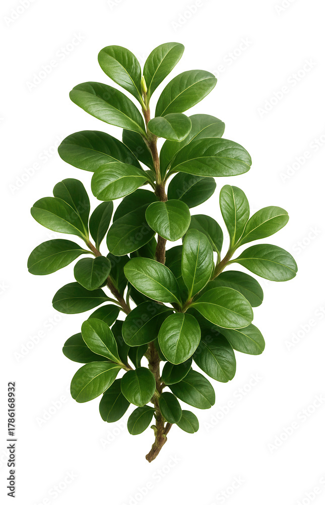 Fototapeta premium Creeping dwarf willow featuring broad, rounded leaves.