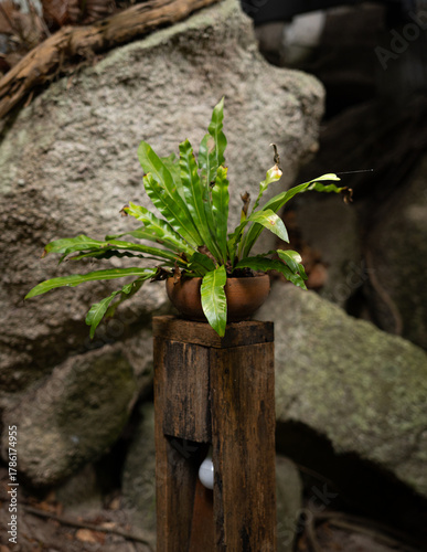 Decorative Tropical Fern Plant in Pot on Rustic Wooden Stand outdoor with Natural Garden Setting