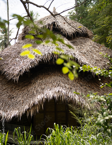 Traditional Thatched- Roof hut Surrounded by Lush green Foliage