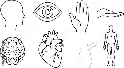 Collection of Anatomical Human Body Parts and Organs as Stylized Line Art Icons