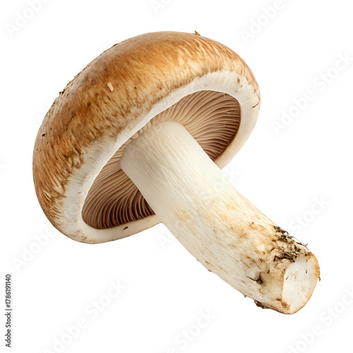 mushrooms ,isolated on transparent png