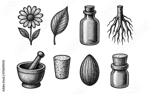 Vintage botanical and herbal medicine elements with detailed sketch style