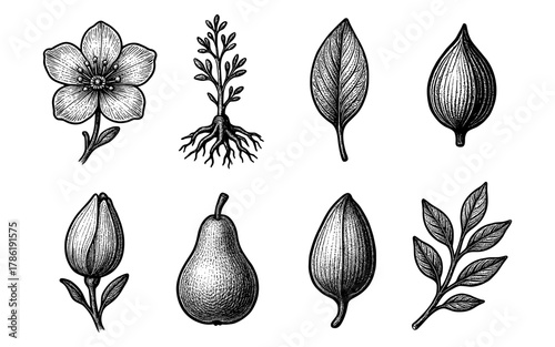 Detailed botanical seed and plant sketches for nature and gardening designs