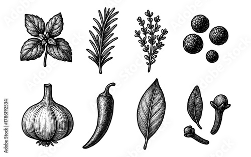 Hand drawn herbs and spices: rosemary, basil, garlic, and cloves botanical art