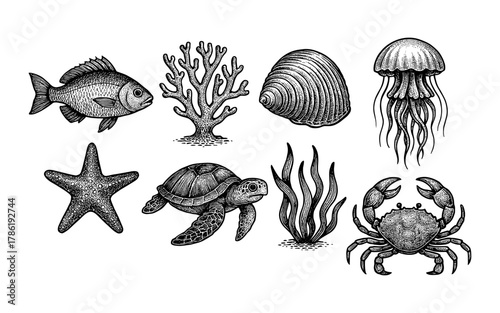 Vintage ocean life collection: marine creatures in black and white engraving style