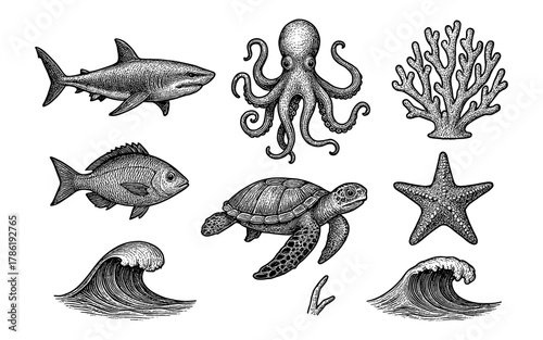Detailed marine life collection featuring ocean creatures and coral