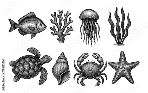 Intricate marine life: detailed vintage sea creatures sketch collection