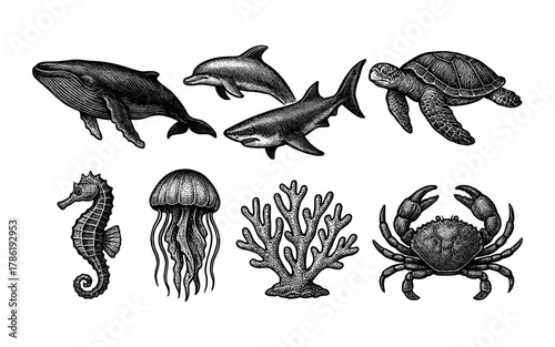 Intricate marine life: detailed ocean creatures in hand-drawn style