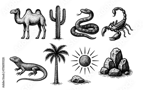 Hand drawn desert wildlife and landscape elements in black and white