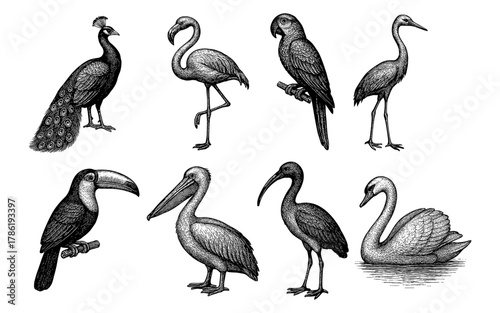 Intricate monochrome bird collection featuring peacock, flamingo, and swan