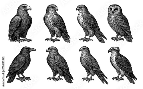 Detailed vintage bird engravings featuring various birds of prey and owl