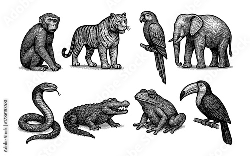 Vintage animal sketches featuring wildlife collection in detailed engraving style with monkey, tiger, and elephant