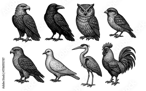 Hand drawn detailed bird collection featuring various avian species in black and white