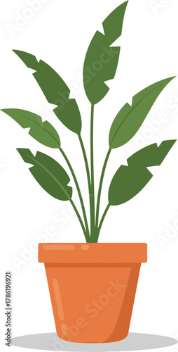 A beautiful potted houseplant with large green leaves, a common indoor decoration, isolated on a white background
