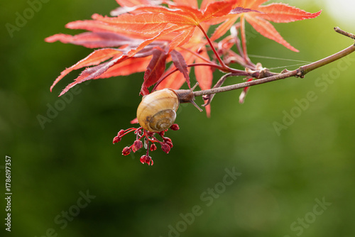 Schnecke an den Blüten eines Ahornbaumes