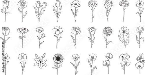 Collection of Delicate Outline Drawings of Various Flowers Including Roses Tulips Daisies Orchids and Sunflowers