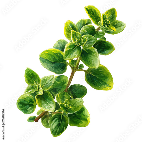 A watercolor painting of Marjoram, vector illustration on white background.
