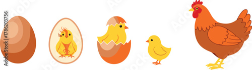 Chicken life cycle illustration, egg to adult, biological stages, educational vector, farm animal growth, black and white sketch, science diagram