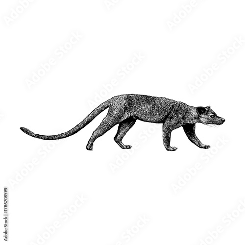 Fossa, the carnivorous mammal native to Madagascar. The artwork captures its sleek body, long tail, and cat-like stance with fine linework and realistic texture.