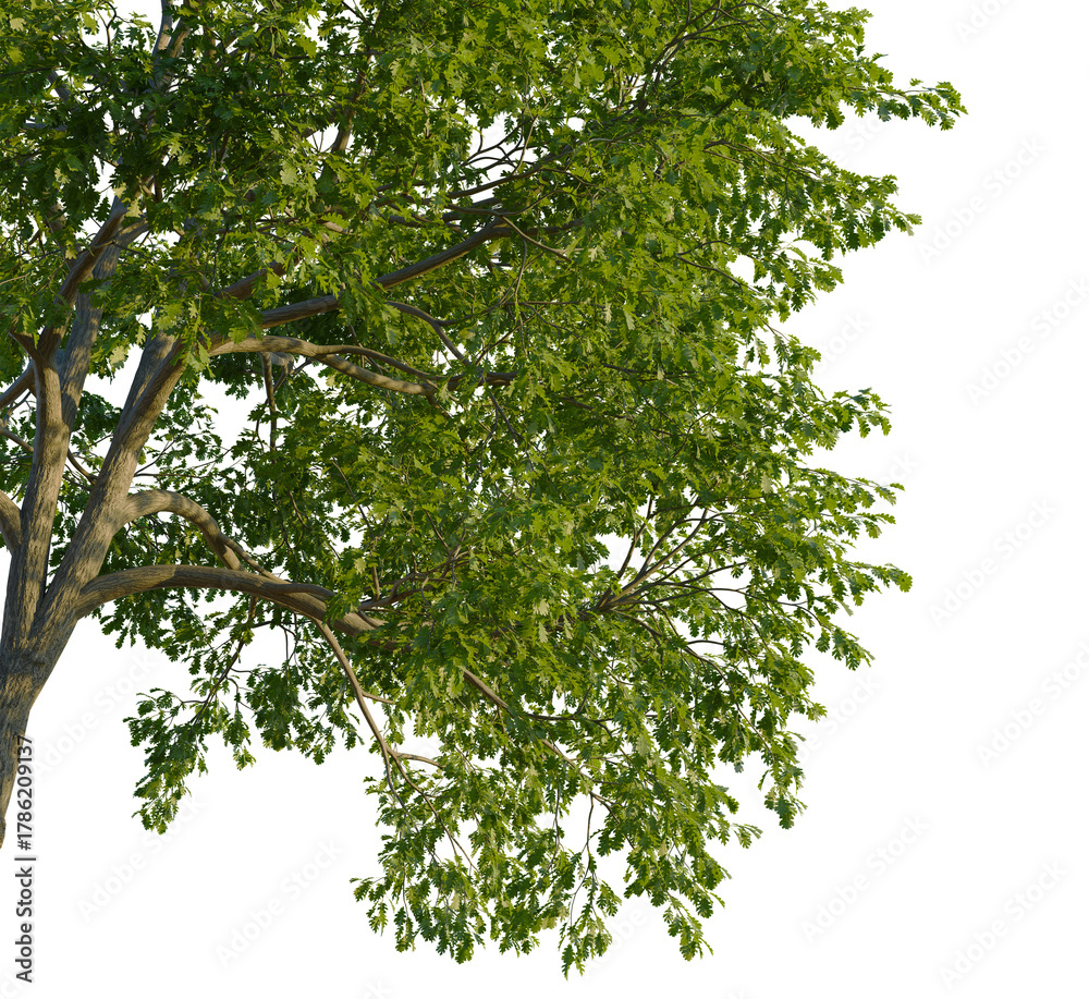 Fototapeta premium Quercus cerris tree corner view, cutout, transparent background, isolate, Lush green oak tree branches with detailed leaves on transparent background
