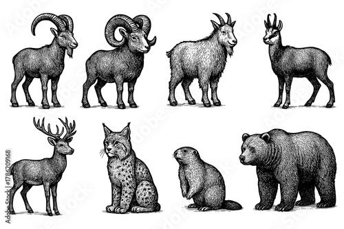 Detailed animal engravings featuring wildlife in monochrome style