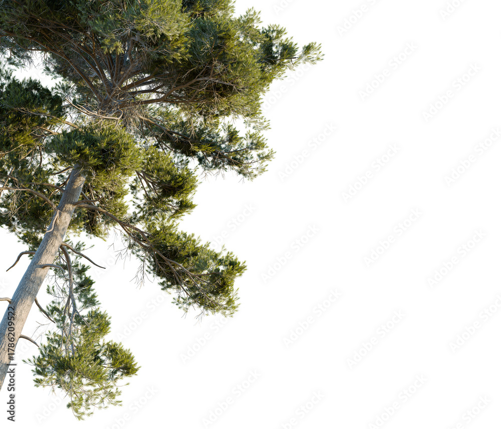 Fototapeta premium Pinus sylvestris tree corner view, cutout, transparent background, isolate, Lush evergreen tree branch detail with vibrant green foliage and textured bark