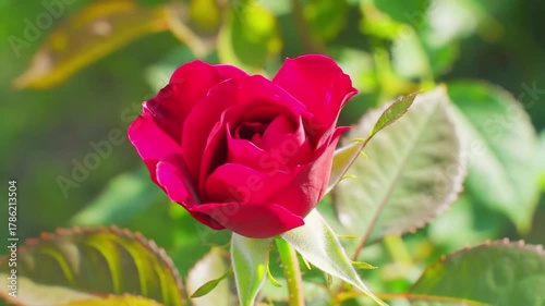 A Close Up Of A Red Rose Bud With Green Leaves And Stems In Soft Light In A Garden Setting, Blooming