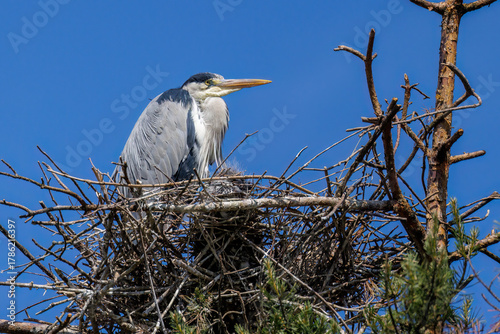 Papier peint Graureiher (Ardea cinerea) Jungvögel