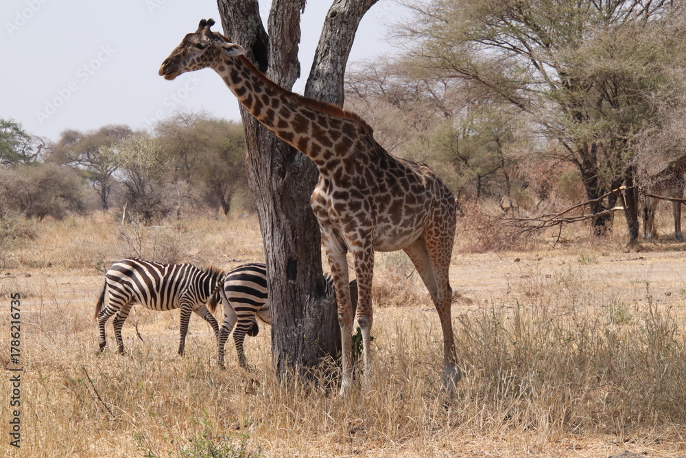 Naklejka premium 2025-09-05 Tanzania Tarangire National Park
