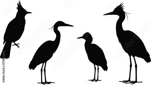 Bird silhouette illustration, heron crane vector, perched bird design, avian wildlife art, flying bird shapes, nature clipart, ornithology study graphic