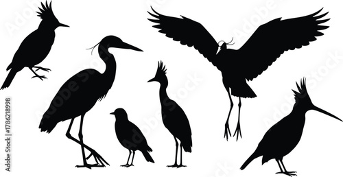 Bird silhouette, flying, standing, walking, nature, wildlife, animal, avian, feather, beak, wings, perched, flock, exotic, tropical, black, vector, illustration, design, decoration, background