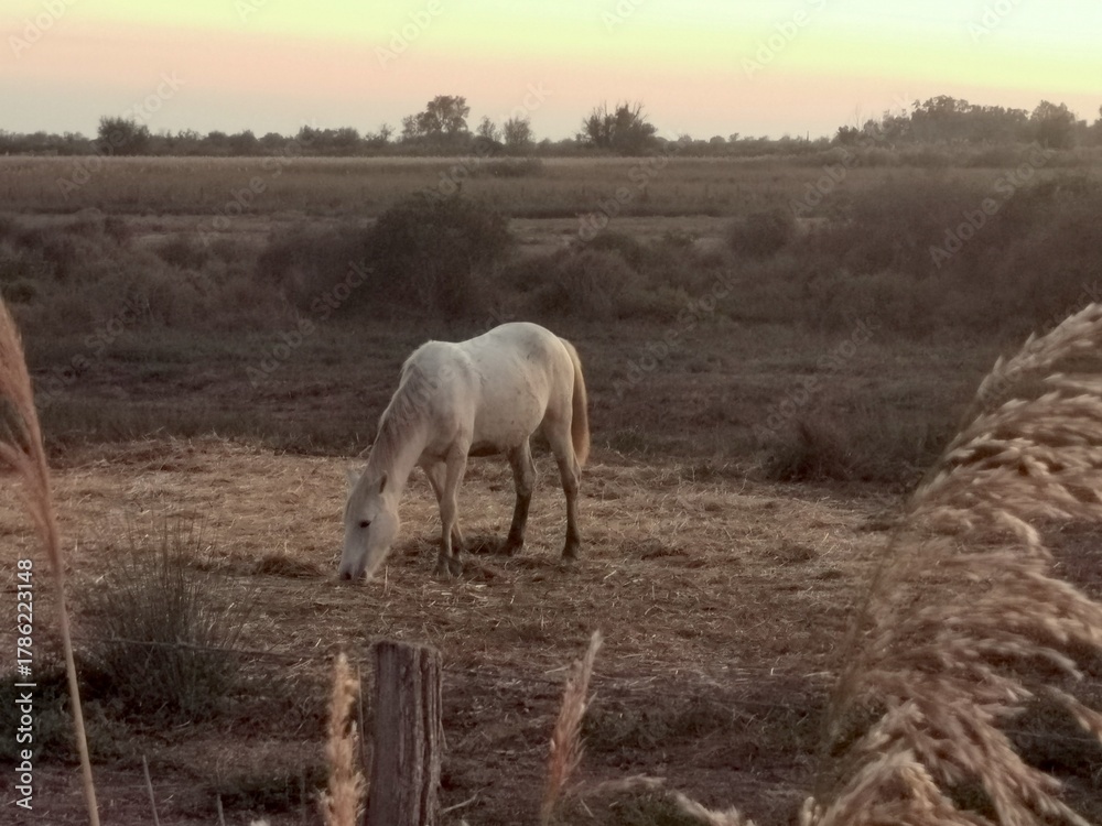 Fototapeta premium weißes Pferd in der Camargue im Abendlicht