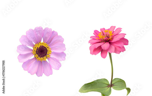 Pink Zinnia flower isolated with clipping path on white background