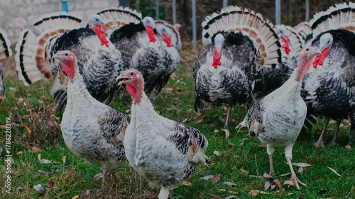 Domestic Turkeys: A Guide to Toms, Hens, and Backyard Life
