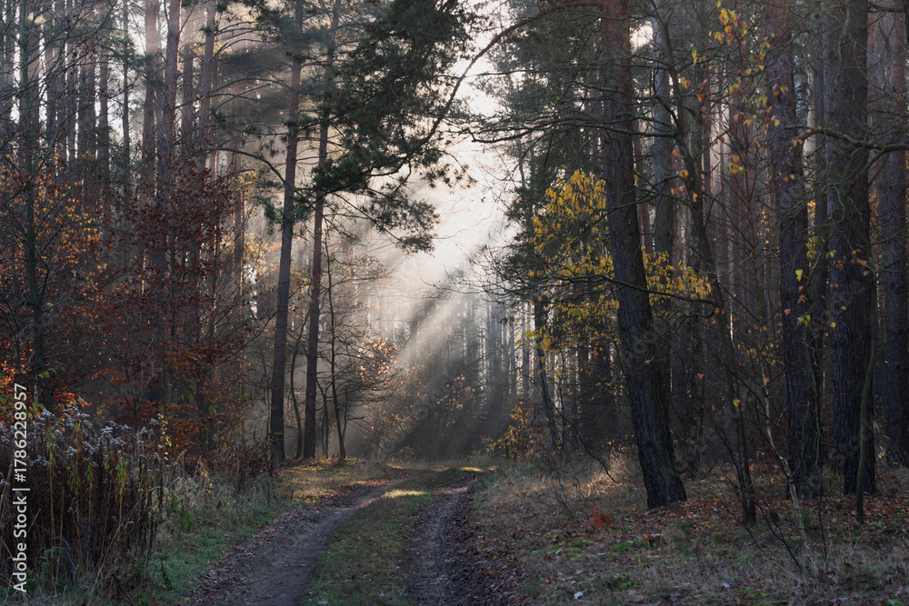 Fototapeta premium Mglisty poranek w sosnowym, wysokim lesie. Między drzewami znajduje się leśna droga. Wschodzące słońce oświetla unoszącą się nad drogą mgłę, tworząc malownicze smugi.