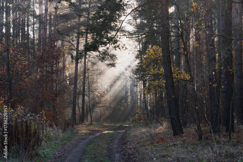 Mglisty poranek w sosnowym, wysokim lesie. Między drzewami znajduje się leśna droga. Wschodzące słońce oświetla unoszącą się nad drogą mgłę, tworząc malownicze smugi.