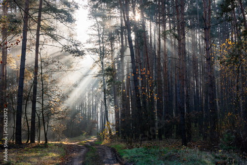 Mglisty poranek w sosnowym, wysokim lesie. Między drzewami znajduje się leśna droga. Wschodzące słońce oświetla unoszącą się nad drogą mgłę, tworząc malownicze smugi.