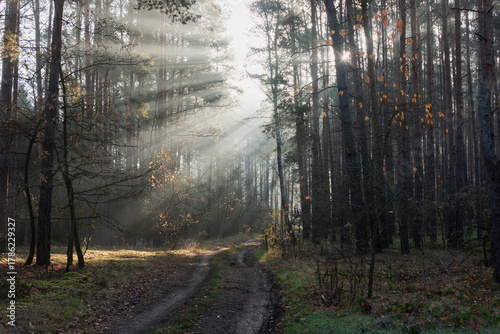 Mglisty poranek w sosnowym, wysokim lesie. Między drzewami znajduje się leśna droga. Wschodzące słońce oświetla unoszącą się nad drogą mgłę, tworząc malownicze smugi.