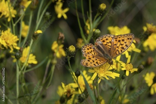 Fiery mother-of-pearl butterfly (Fabriciana adippe) on yellow dandelion flowers, Sweden