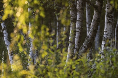 Birch stems through yellow leaves, birch (Betula), forest, Sweden