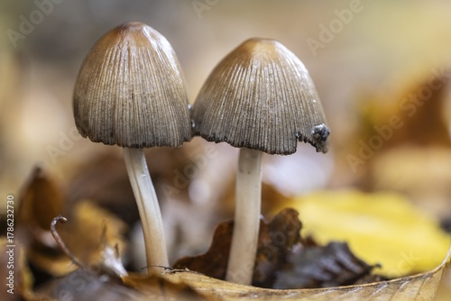 Mica tints (Coprinus micaceus), Emslland, Lower Saxony, Germany