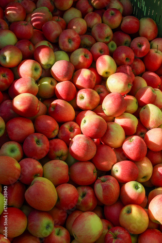viele frische Äpfel nach der Ernte in einer Kiste